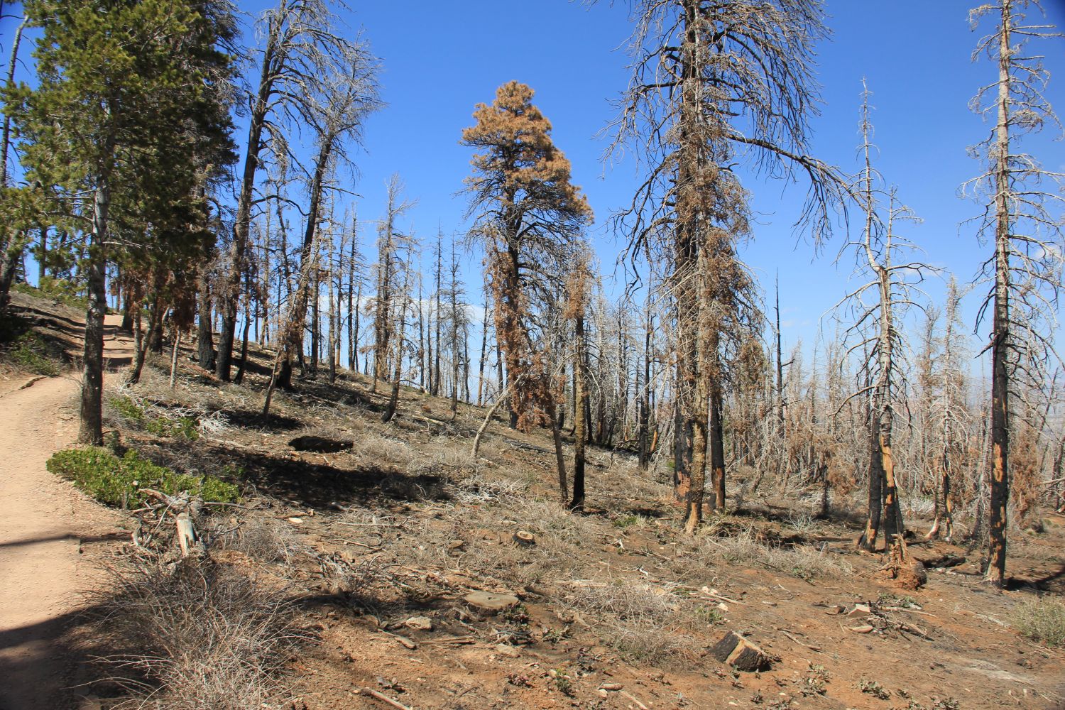 BristleCone Trail 